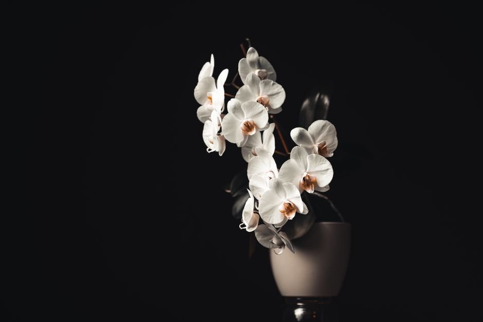 Orquídea phalaenopsis