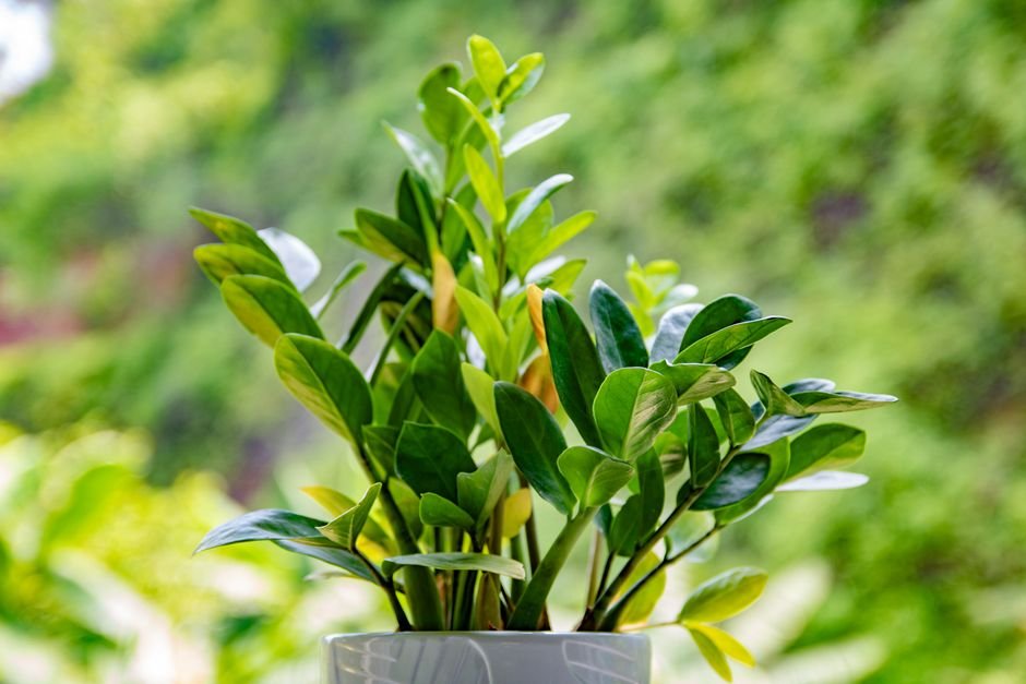 Zamioculca