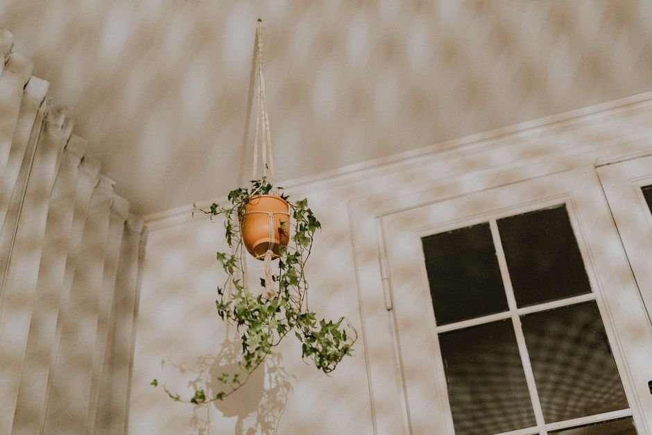 Plantas penduradas e suspensas